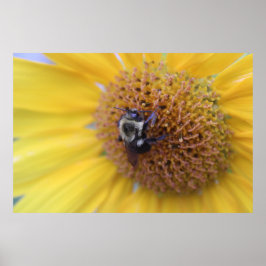 Uppsatt Bi på en Gul Solros Poster