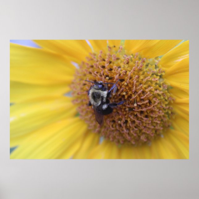 Uppsatt Bi på en Gul Solros Poster (Framsidan)