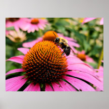 Uppsatt Bi på en Purpur Rudbeckia