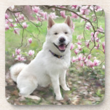 Uppsättning 6 Kork Back Underlägg White Akita