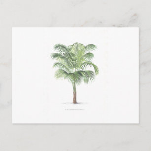 Uppsättning för Tropical Handflatan - bild 1 Vykort