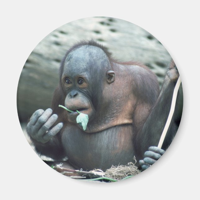 Uppsättning för vilda djur och växter - Primater 4 Magnet (Framsidan)