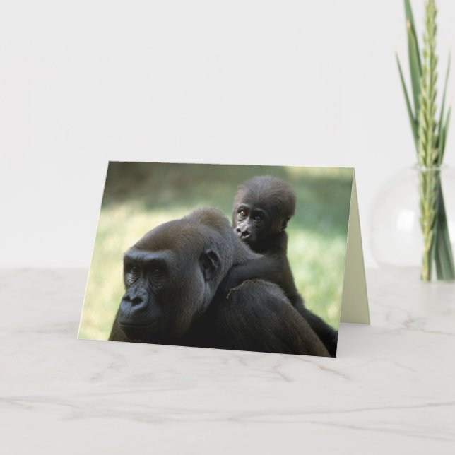 Uppsättning för vilda djur - primater 11 kort (Framsida)