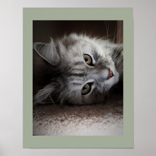 Uppseendeväckande Siberian kattaffisch Poster