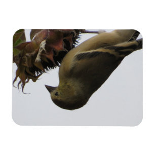 Uppsida nedSolrosmål - Goldfinch Magnet