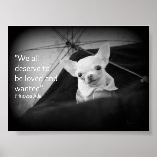 Uppskattning av Chihuahua Poster (Framsidan)