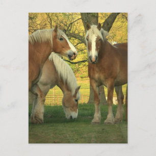 Uppskjutningskort för Palomino Draft Horses Vykort