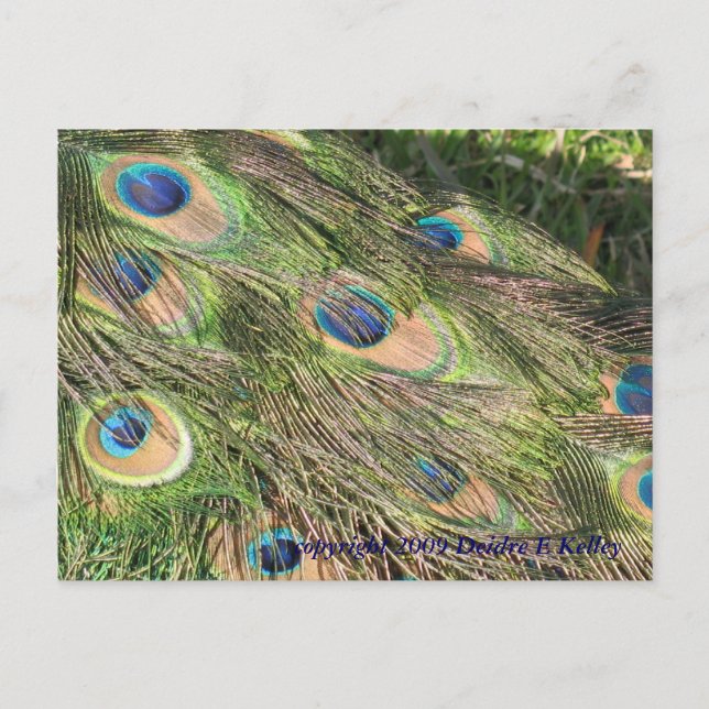 Uppskjutningskort för peacock Svan Feathers Vykort (Framsida)