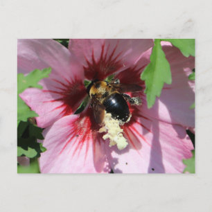 Uppslukad av Pollen i en Hibiskus Vykort