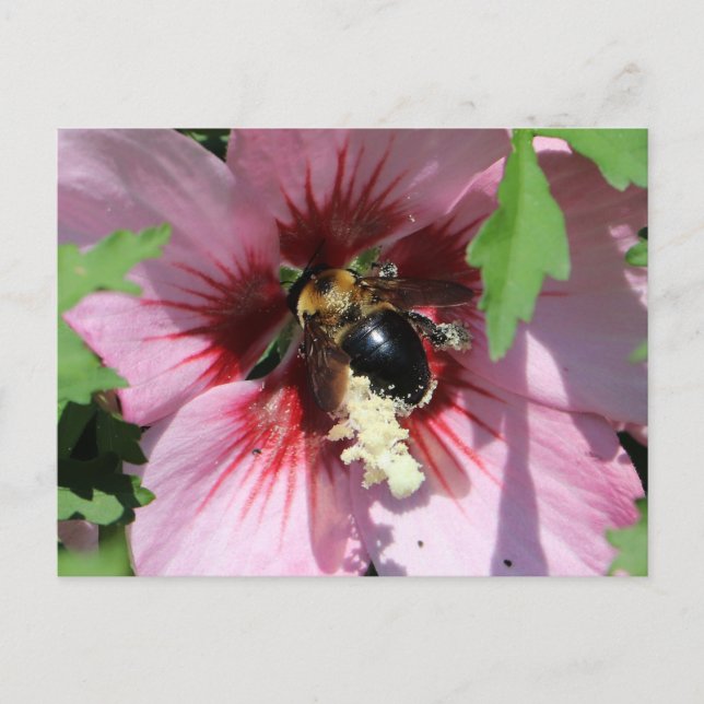 Uppslukad av Pollen i en Hibiskus Vykort (Framsida)