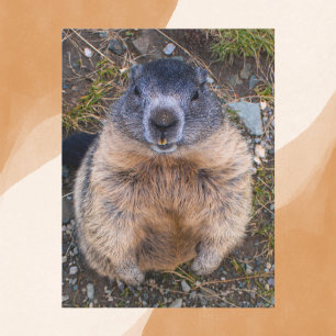 Uppspelad Groundhog Close Wildlife Vykort