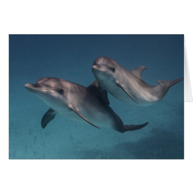 Uppspelande dos hälsningskort (Framsidan Horizontal)