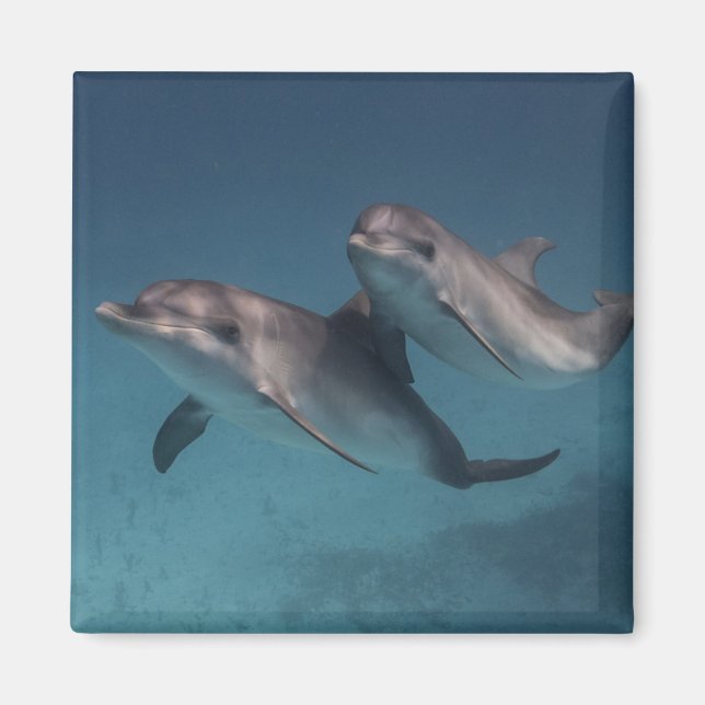 Uppspelande dos magnet (Framsidan)