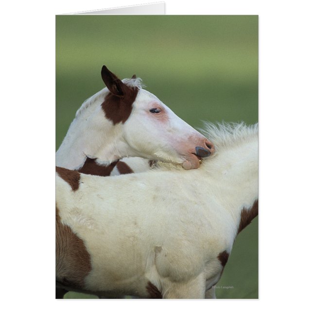 Uppspelning av färgfolier hälsningskort (Framsidan)