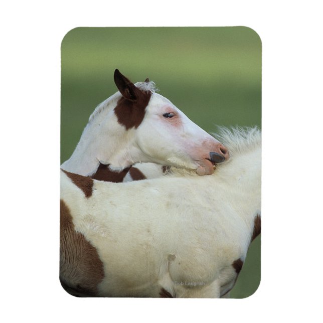 Uppspelning av färgfolier magnet (Vertikal)