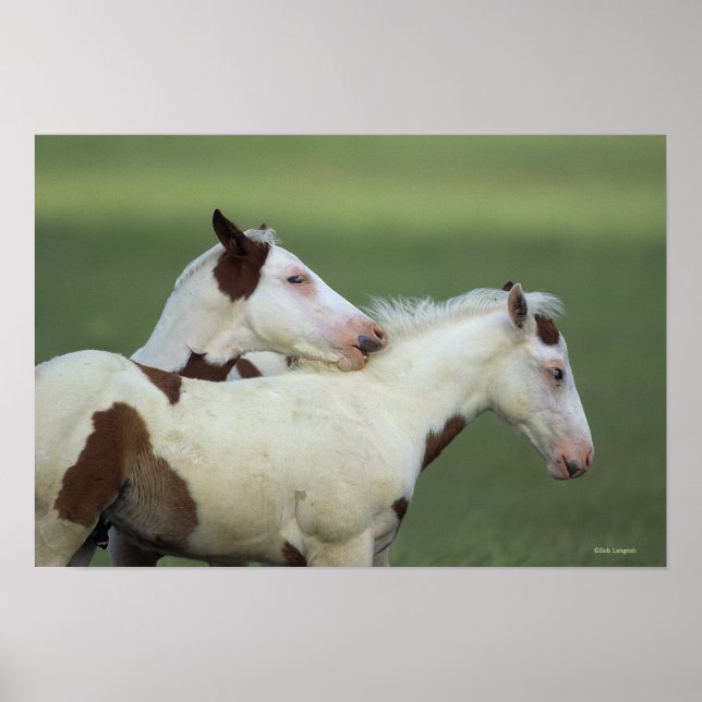 Uppspelning av färgfolier poster (Framsidan)