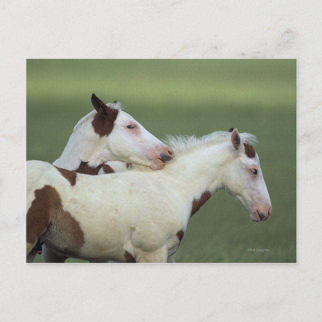 Uppspelning av färgfolier vykort (Framsida)