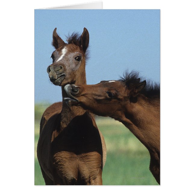 Uppspelning av föl 2 hälsningskort (Framsidan)