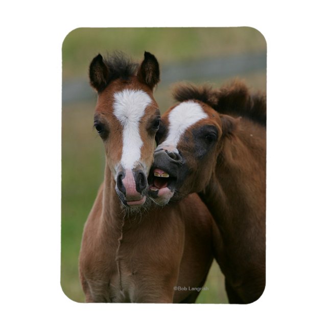 Uppspelning av föl magnet (Vertikal)