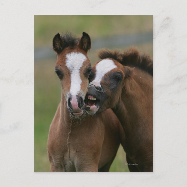 Uppspelning av föl vykort (Framsida)