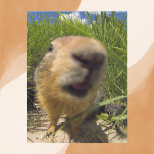 Uppspelningsbart Groundhog Close-Up Vykort