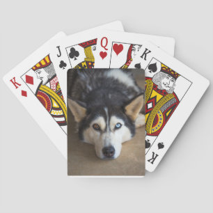 Uppspelningskort för Husky Hund Kortlek