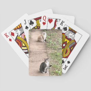 Uppspelningskort för katt casinokort
