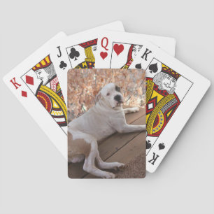 Uppspelningskort för Pitbull Porch Hund Casinokort