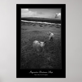 Upptäck Dartmoor Sheep-galleriet-stil-utskrift Poster