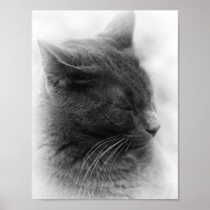 Upptäck den magnifika grå kejserliga katten poster