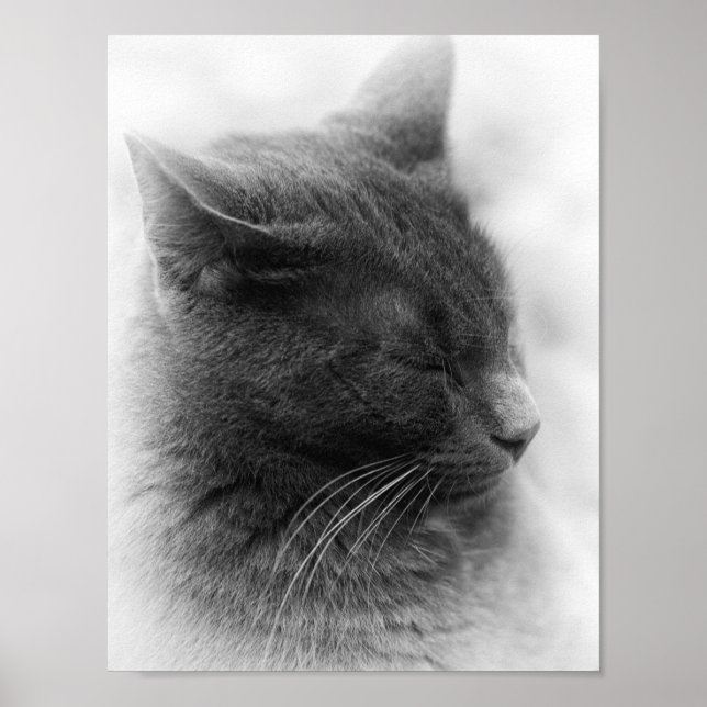 Upptäck den magnifika grå kejserliga katten poster (Framsidan)