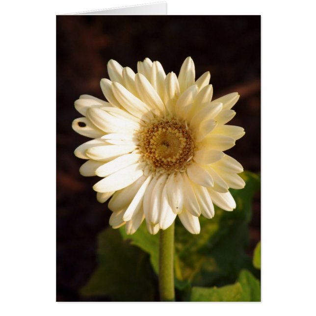 Upptäckta defekter hälsningskort (Framsidan)