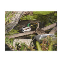 Upptäckten parkerar ankor