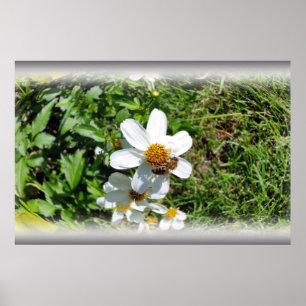 upptaget bin på vit blomma poster