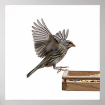 Upptagning från Feeder Graphic