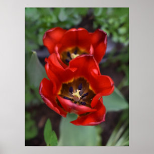 Uppvaknande av vår, Tulips Poster