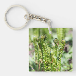 Uppvaknande ung ormbunke i trädgården  