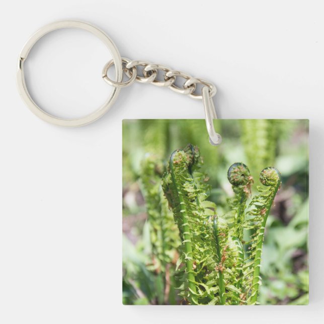 Uppvaknande ung ormbunke i trädgården   (Framsidan)