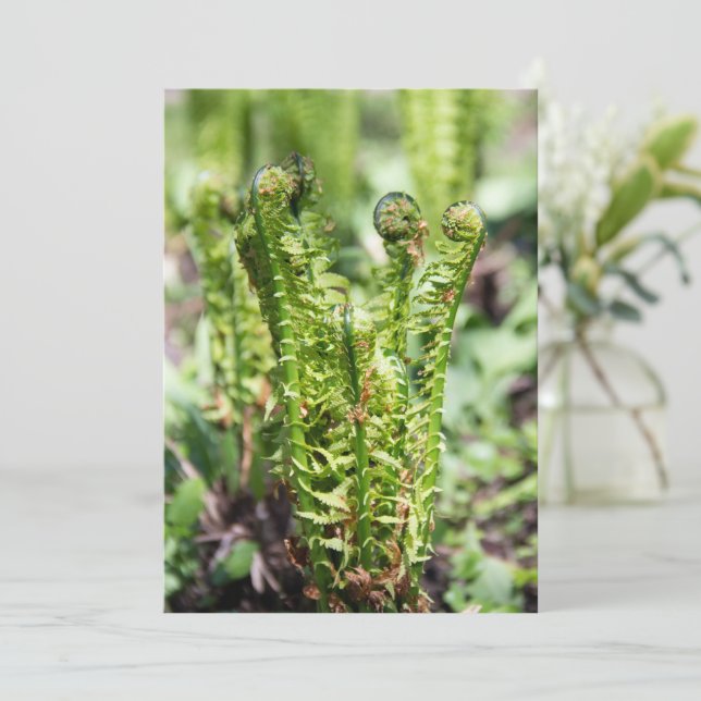 Uppvaknande ung ormbunke i trädgården  (Stående Fram)