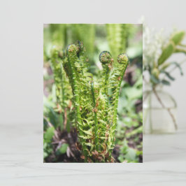 Uppvaknande ung ormbunke i trädgården 