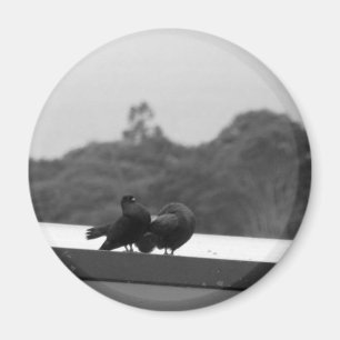 Uppvakta duvor magnet