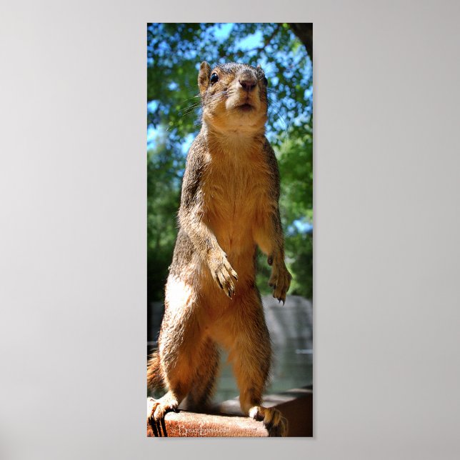Upright Squirrel Poster (Framsidan)