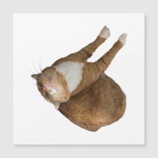 Upside-Down Sunshine Cat (Framsida)