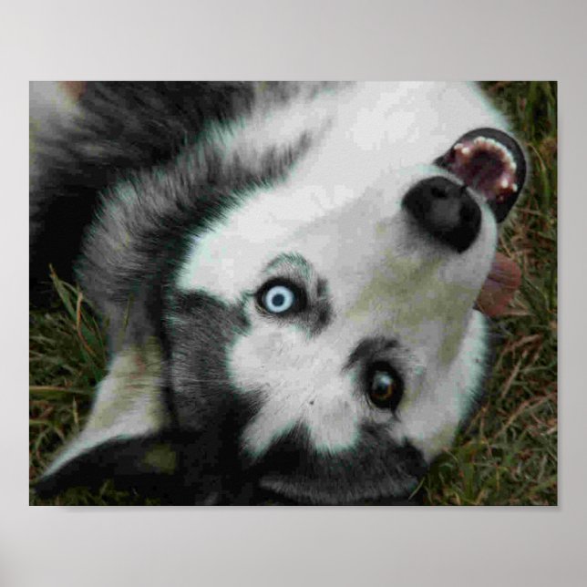 UpsideDown Husky Poster (Framsidan)