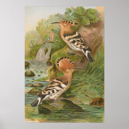 Upupa epops av Johann Friedrich Naumann Poster