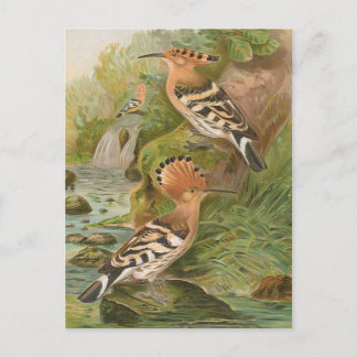 Upupa epops av Johann Friedrich Naumann Vykort