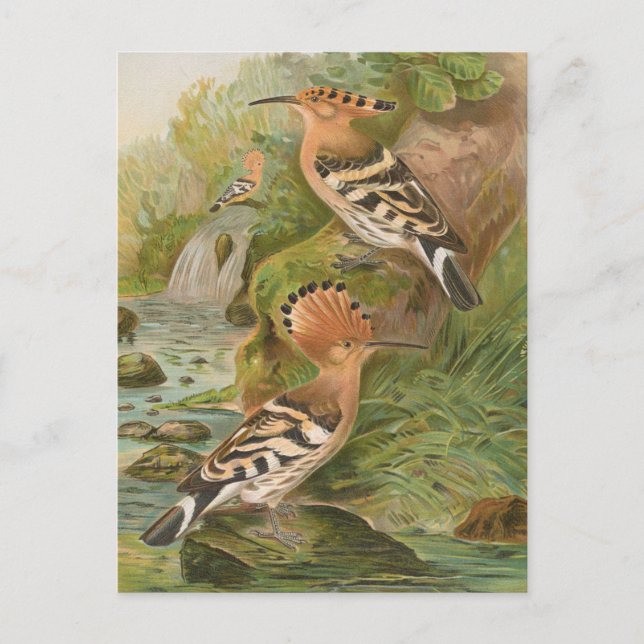 Upupa epops av Johann Friedrich Naumann Vykort (Framsida)