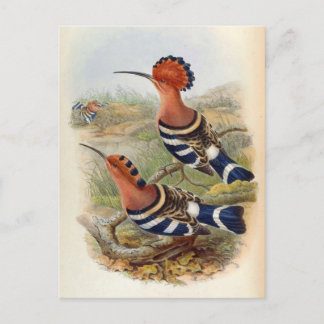 Upupa Nigripennis (indisk hoopoe) Vykort