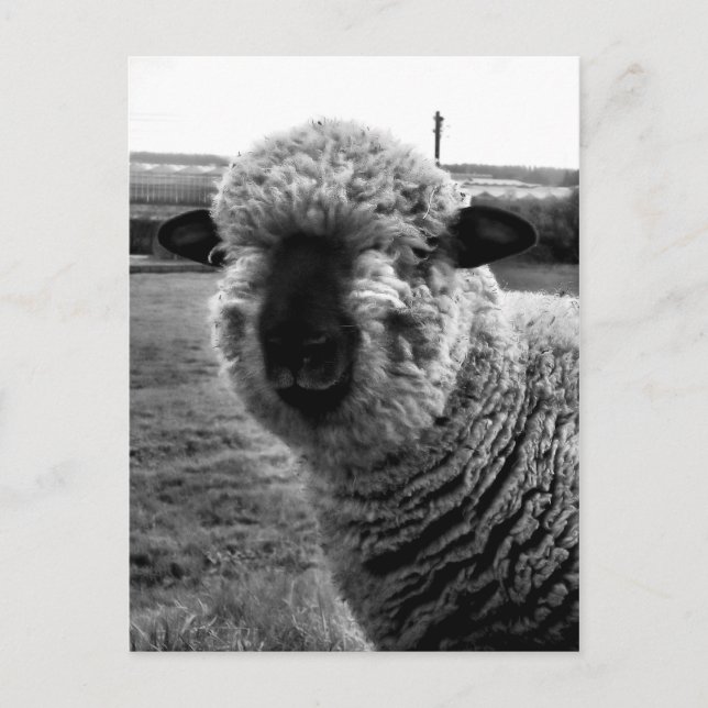 Ur synvinkel M-a-a-a-n Vykort (Framsida)