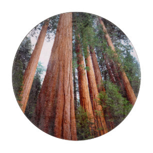 Uråldriga Sequoia Redwood-träd